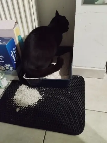 Photo d'un acheteur montrant le tapis de litière Minopatte en situation