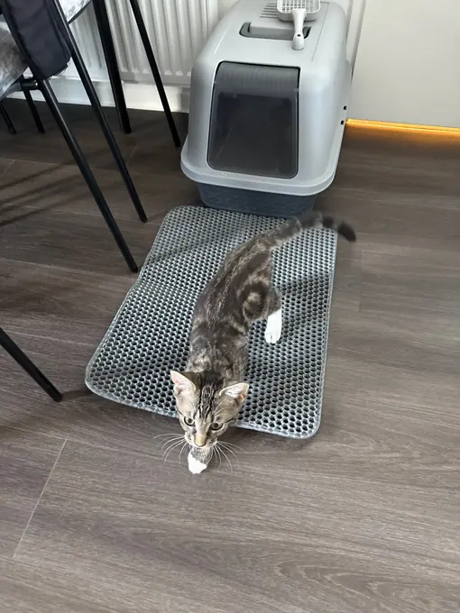 Photo d'un acheteur montrant le tapis de litière Minopatte en situation