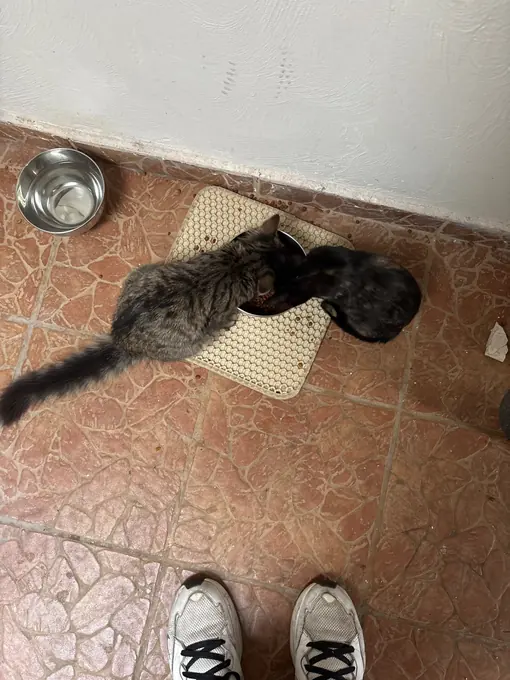 Photo d'un acheteur montrant le tapis de litière Minopatte en situation